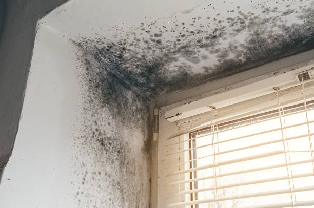 Affordable Mold Cleanup solutions in Rockton, PA