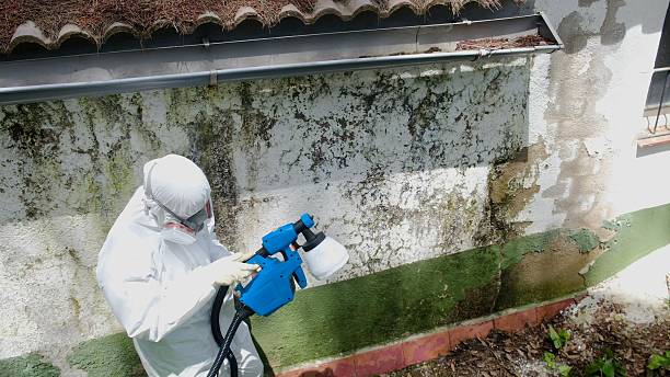 Trusted Black Mold Removal service in Rockton, PA - Cheap Mold Removal